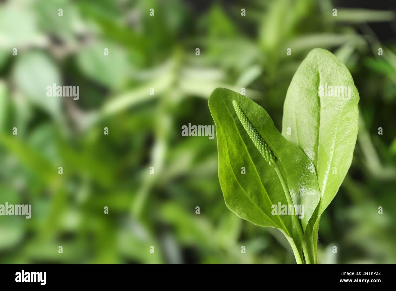 Green broadleaf plantain leaves outdoors, space for text. Medicinal herb Stock Photo