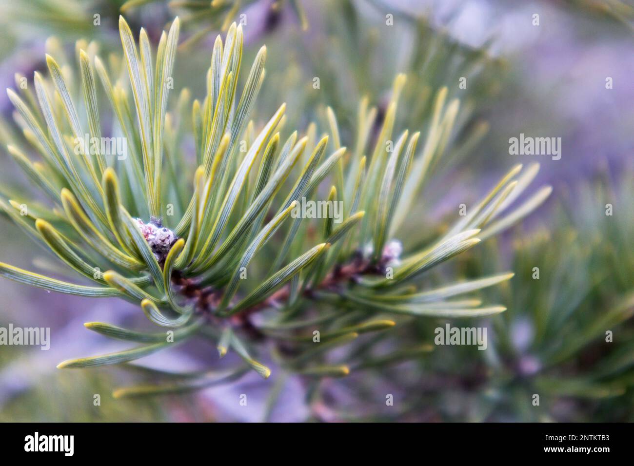 Petal season hi-res stock photography and images - Alamy