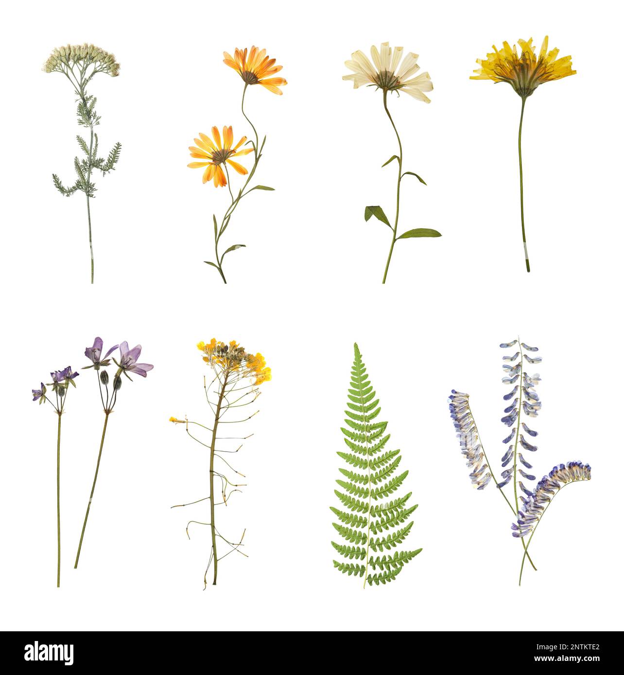 Set with beautiful dried meadow flowers on white background Stock Photo