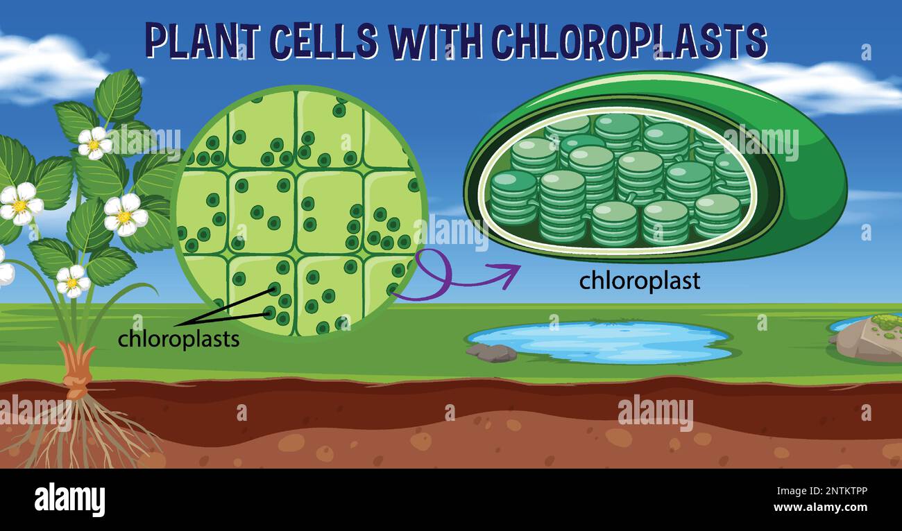 Plant cells with chloroplasts illustration Stock Vector