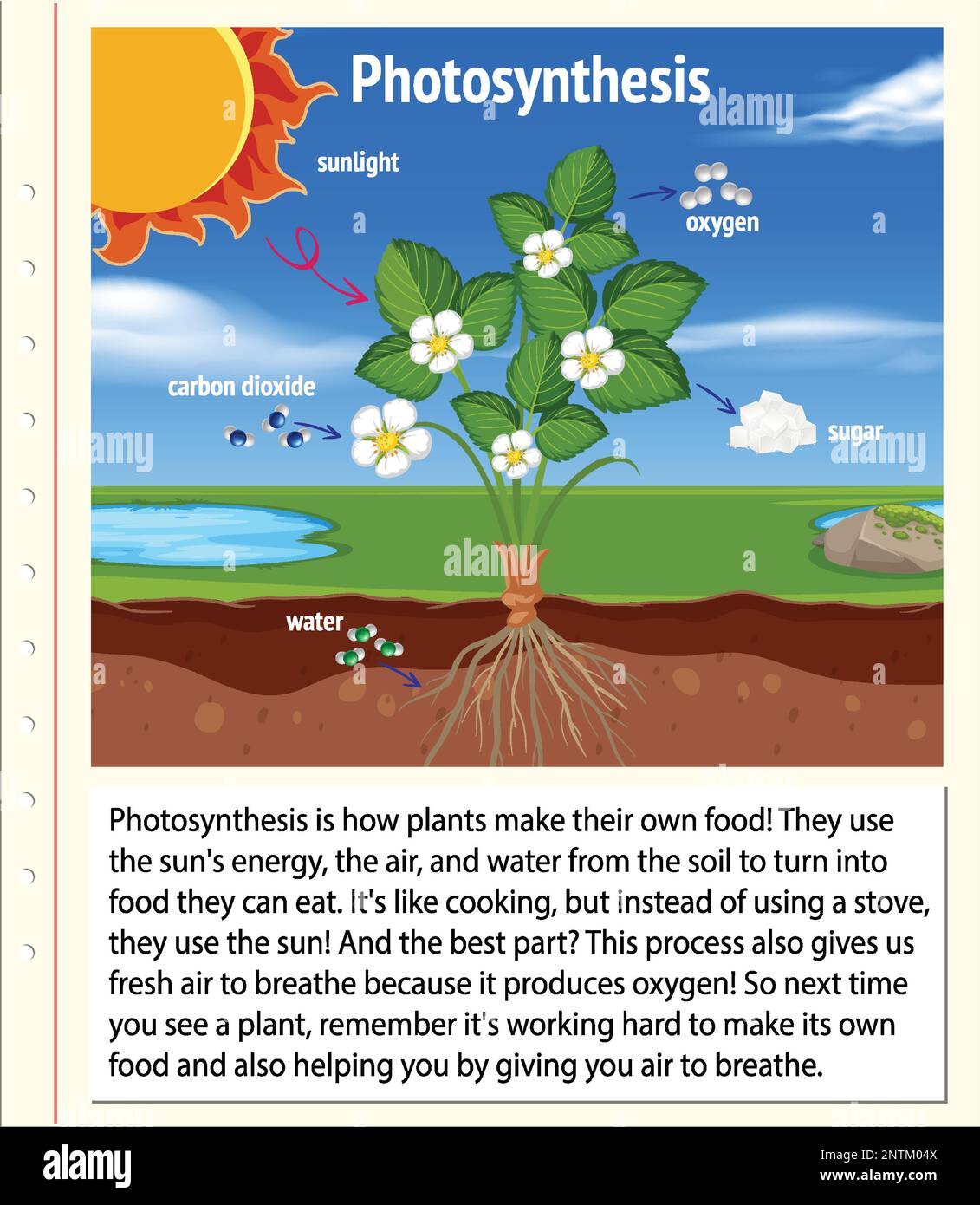 Explanation of Photosynthesis for biology and life science education