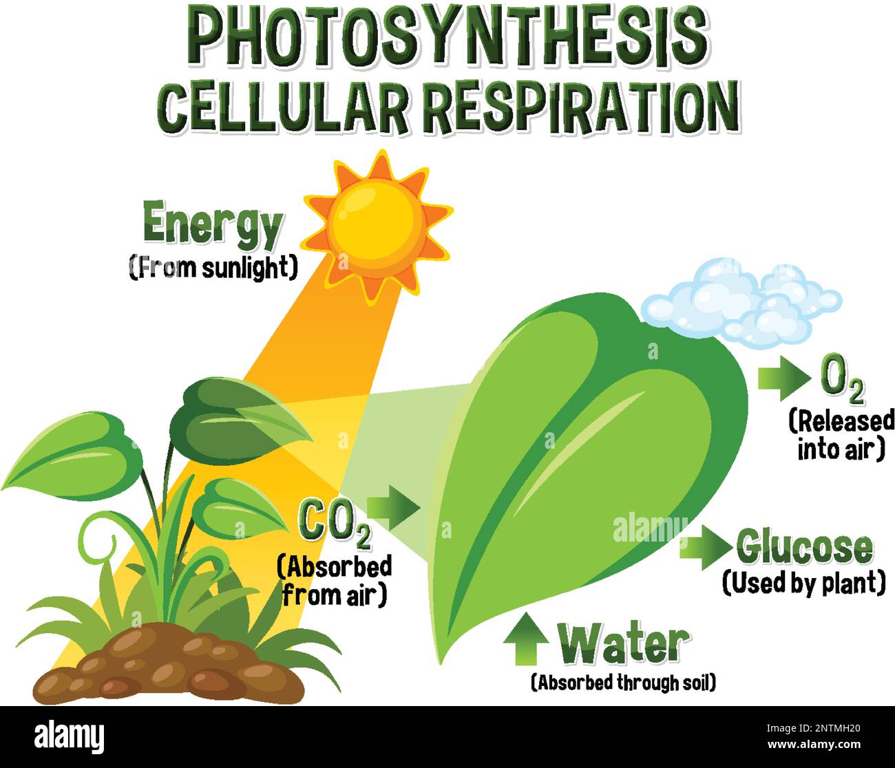 Carbon cycle diagram Cut Out Stock Images & Pictures Alamy