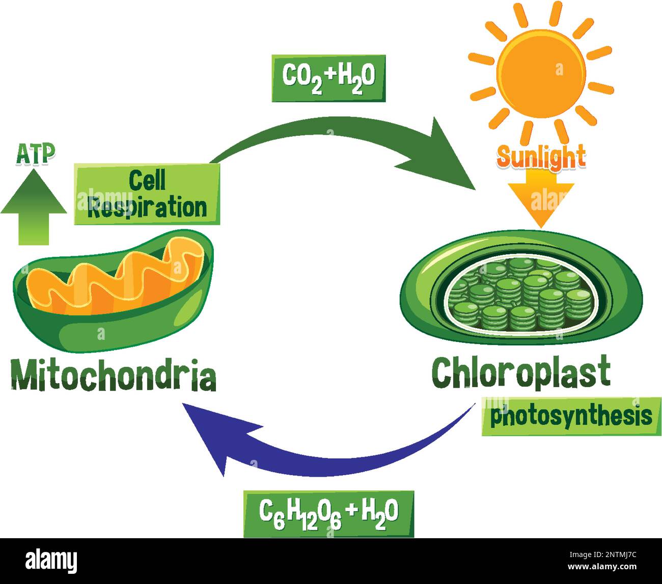 Photosynthesis And Cellular Respiration Diagram Illustration Stock 