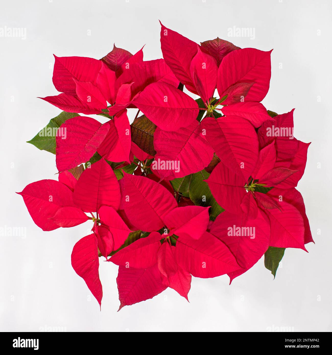 top down view of a large bright red Euphorbia pulcherrima potted poinsettia house plant on a white background showing green leaves under the bracts Stock Photo