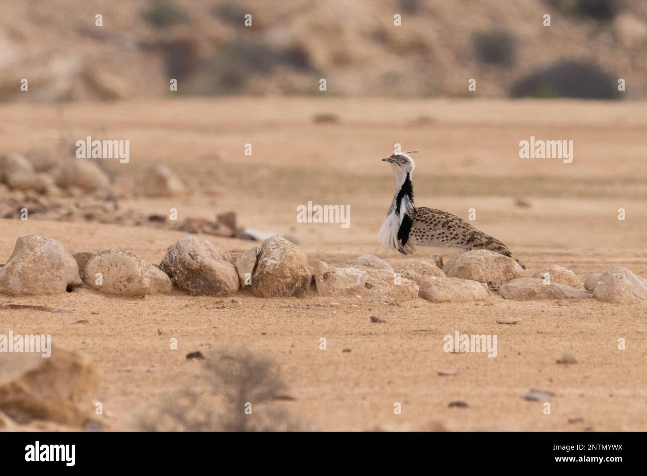 MacQueens bustard (Chlamydotis macqueenii) Stock Photo