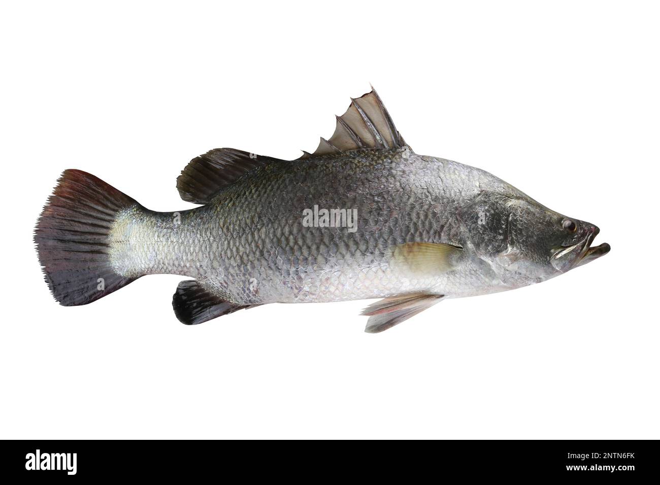 Barramundi fish or white sea bass isolated on white background and have