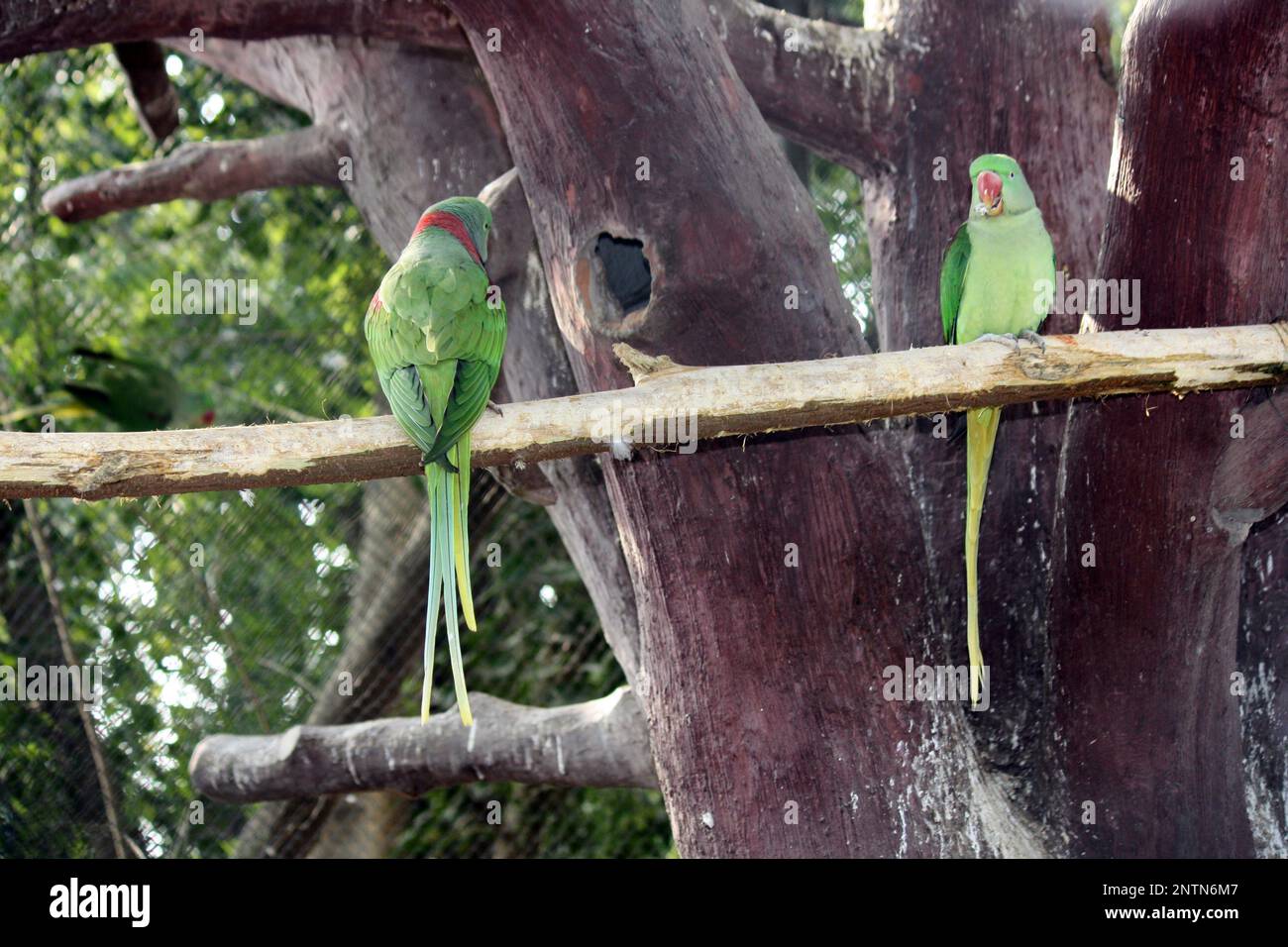 Two Alexandrine parakeets (Psittacula eupatria) perched on a wooden pole in a zoo : (pix Sanjiv Shukla) Stock Photo