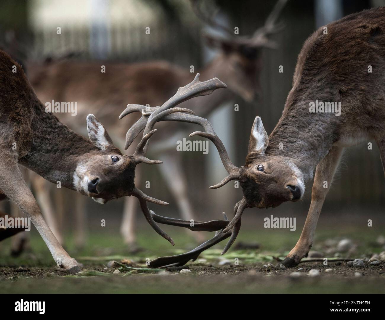 How Do Deer Fight