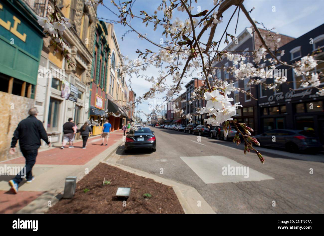 A white Cherry Tree is in full bloom as it sits on Broadway Street in 