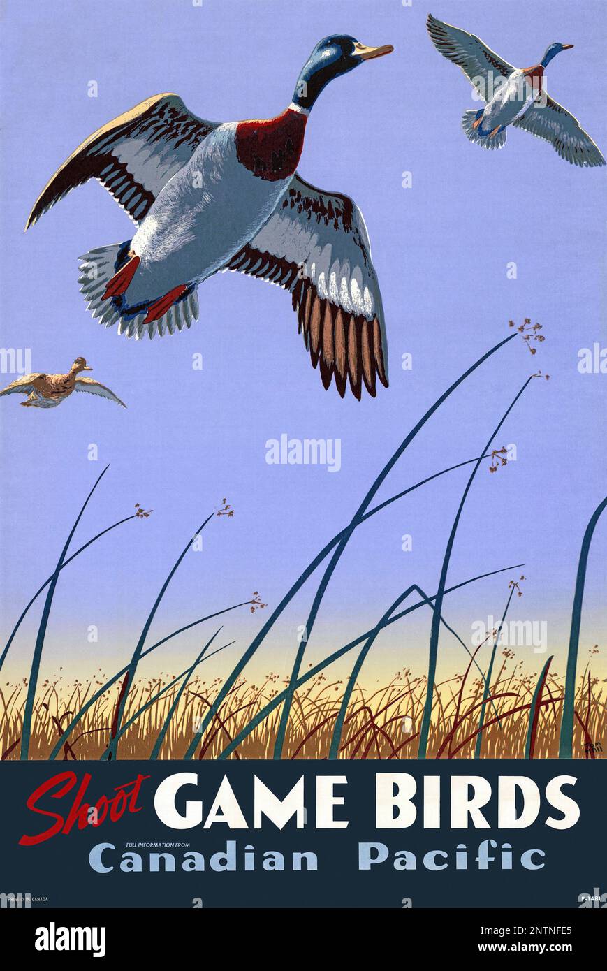 Shoot Game Birds. Canadian Pacific by Tom (Thomas) Hall (dates unknown). Poster published in 1938 in Canada. Stock Photo