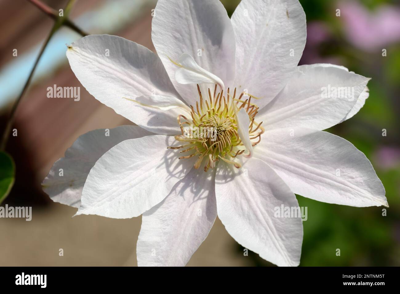 Closeup beautiful bright white flowers of Clematis shrubby creeper
