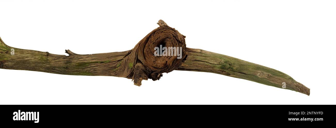 branch, broken trunk isolated on white background Stock Photo
