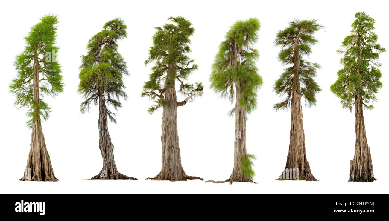 cypress trees, collection of evergreen conifers Stock Photo