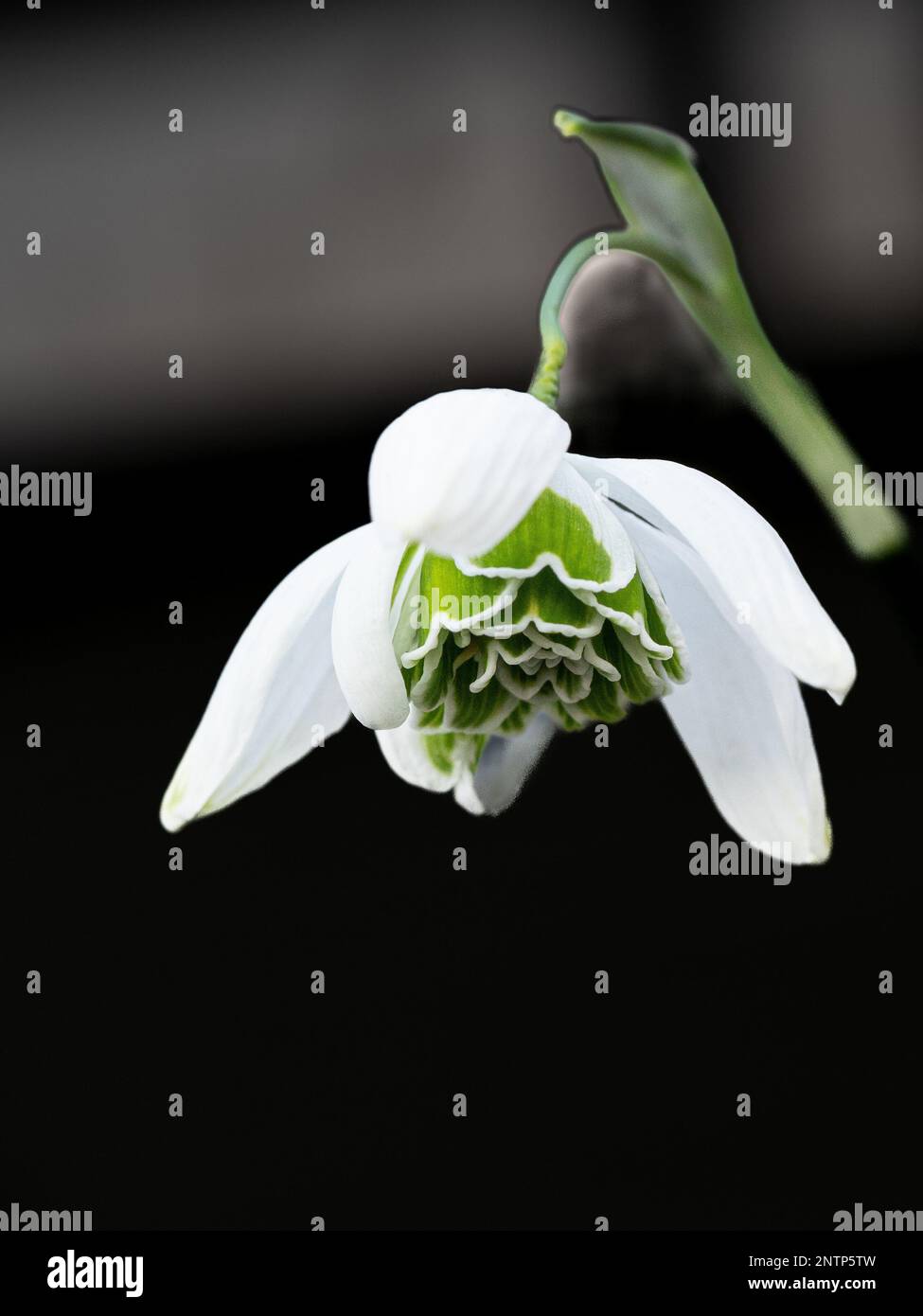 A single flower of the double snowdrop Galanthus 'Ophelia' showing the green edged inner petals Stock Photo