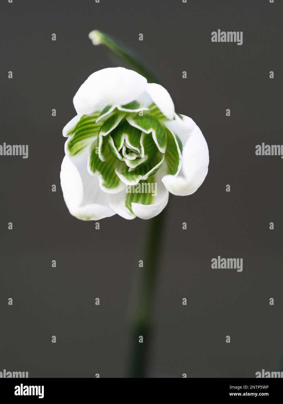 A single flower of the double snowdrop Galanthus 'Ophelia' showing the green edged inner petals Stock Photo