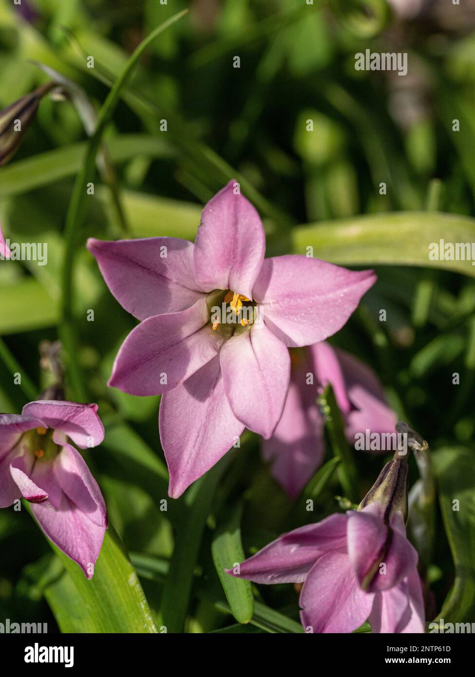 A single star shaped flower of the spring starflower Ipheion uniflorum 'Charlotte Bishop' Stock Photo