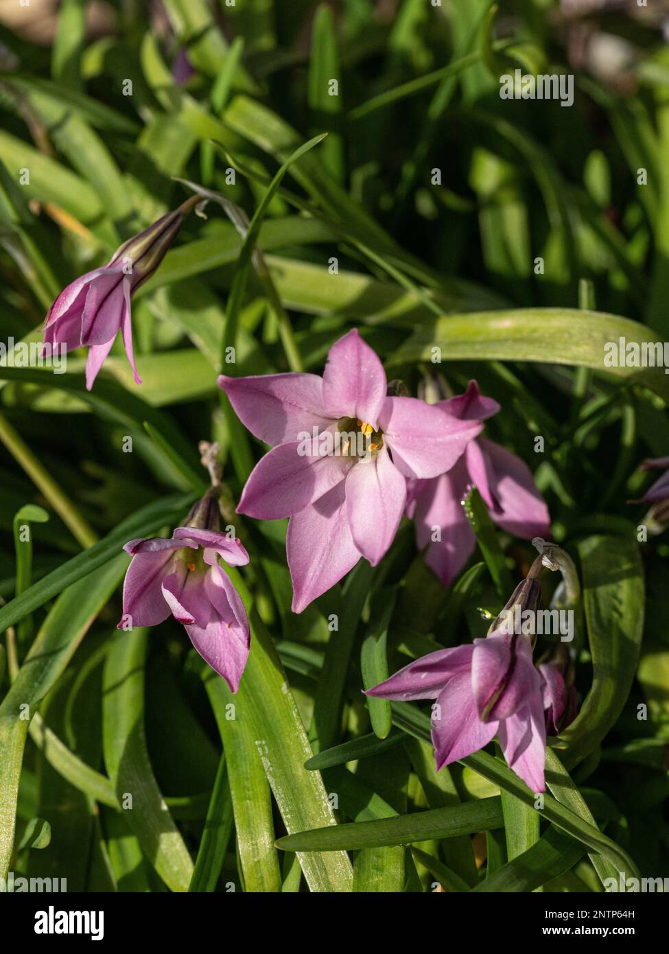 A single star shaped flower of the spring starflower Ipheion uniflorum 'Charlotte Bishop' Stock Photo
