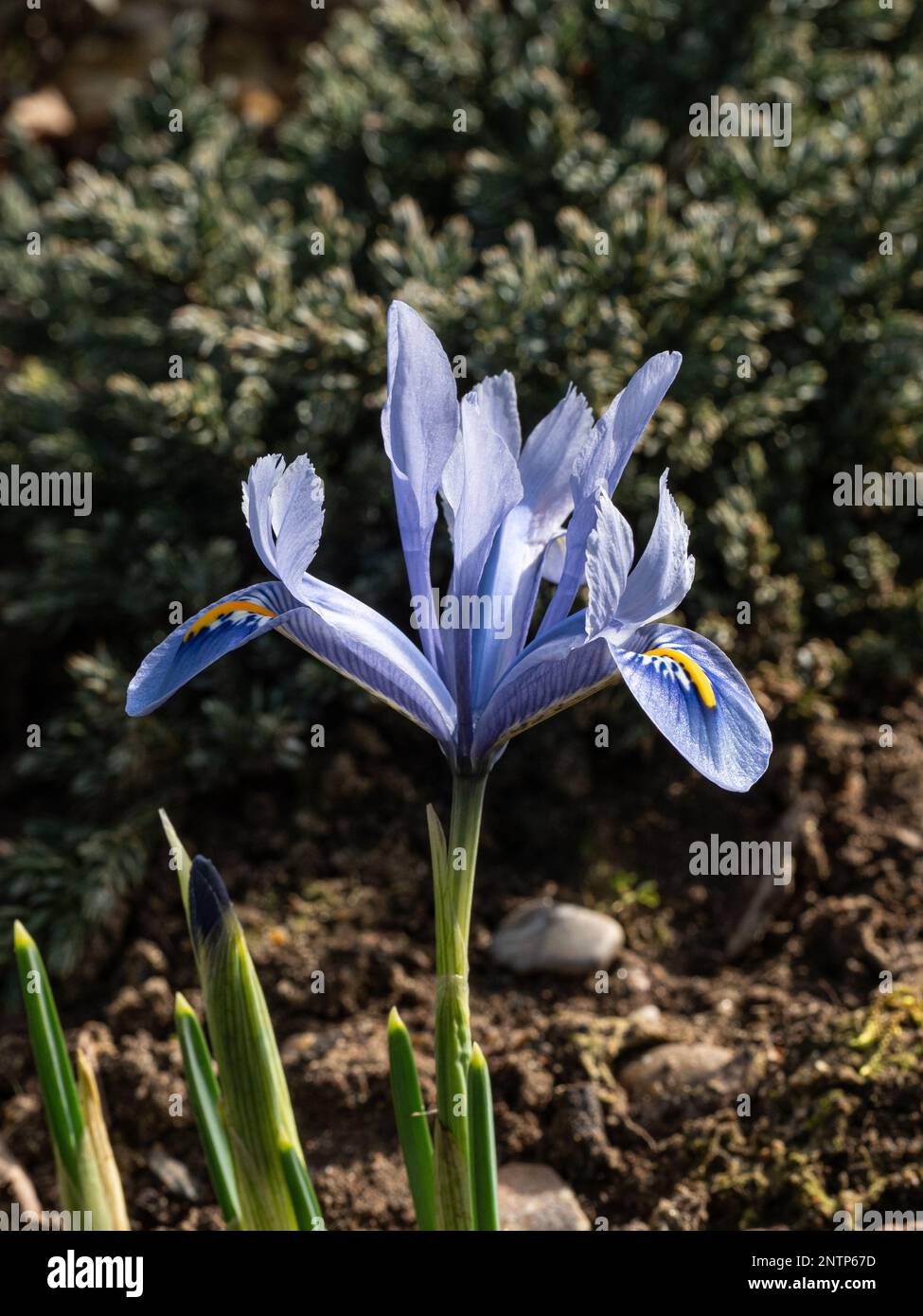 The delicate sky blue flowers of Iris reticulata 'Alida' Stock Photo