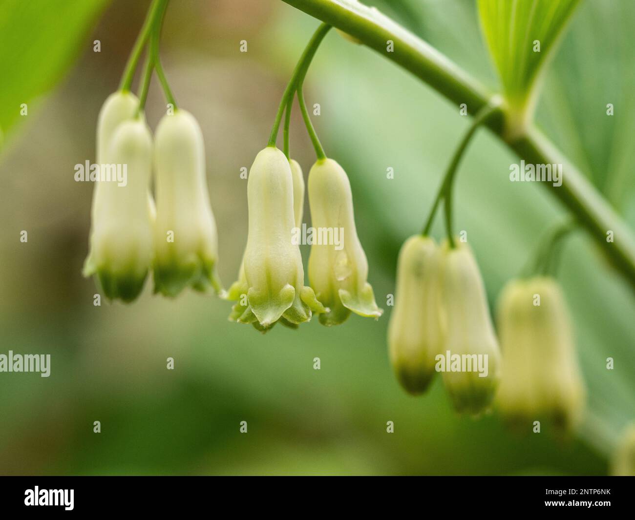 A small group of the hanging green and white bell shaped flowers of Polygonatum hybridum Stock Photo