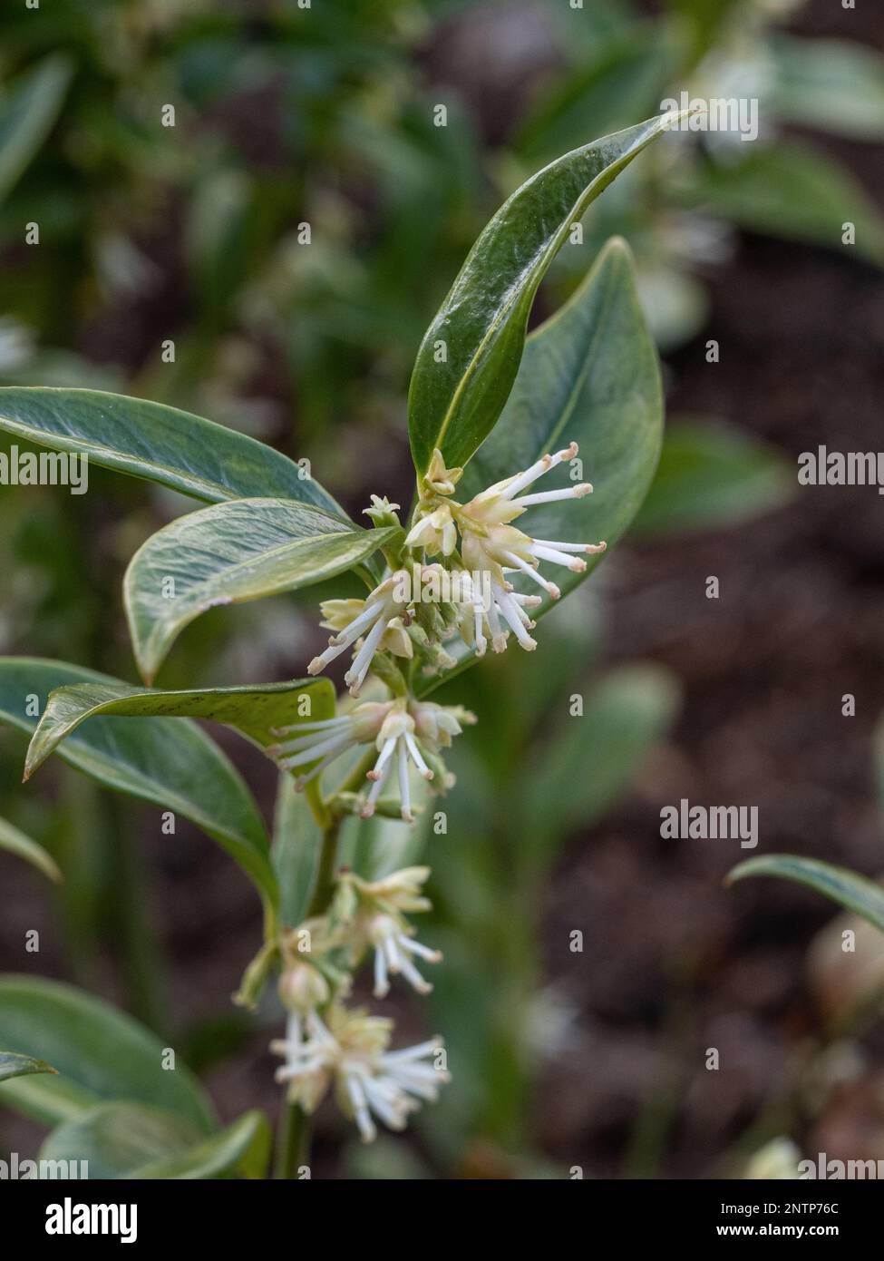 A single flowering stem of the winter flowering evergreen Sarcocca confusa Stock Photo