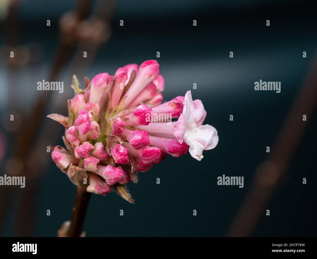 A group of the deep pink tipped flower buds of Viburnum x bodnantense 'Charles Lamont' Stock Photo