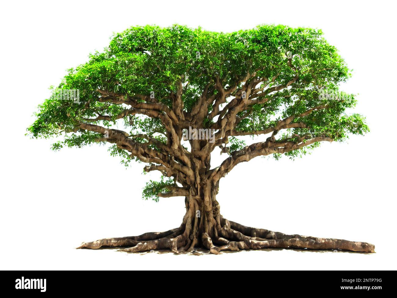 banyan tree, large plant with column roots isolated on white background Stock Photo