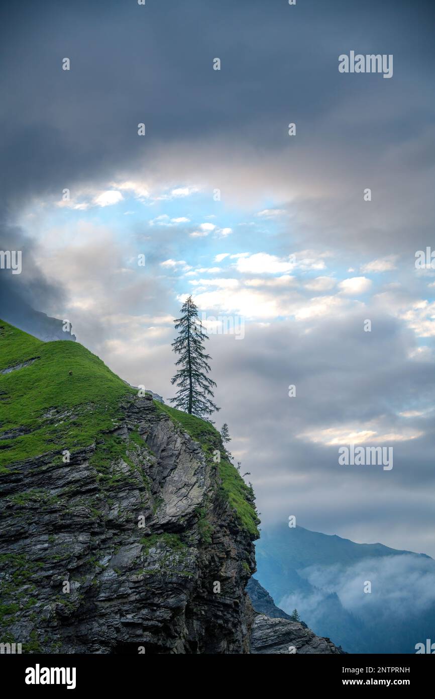 A lonely tree stands on a cliff under cloudy sky Stock Photo