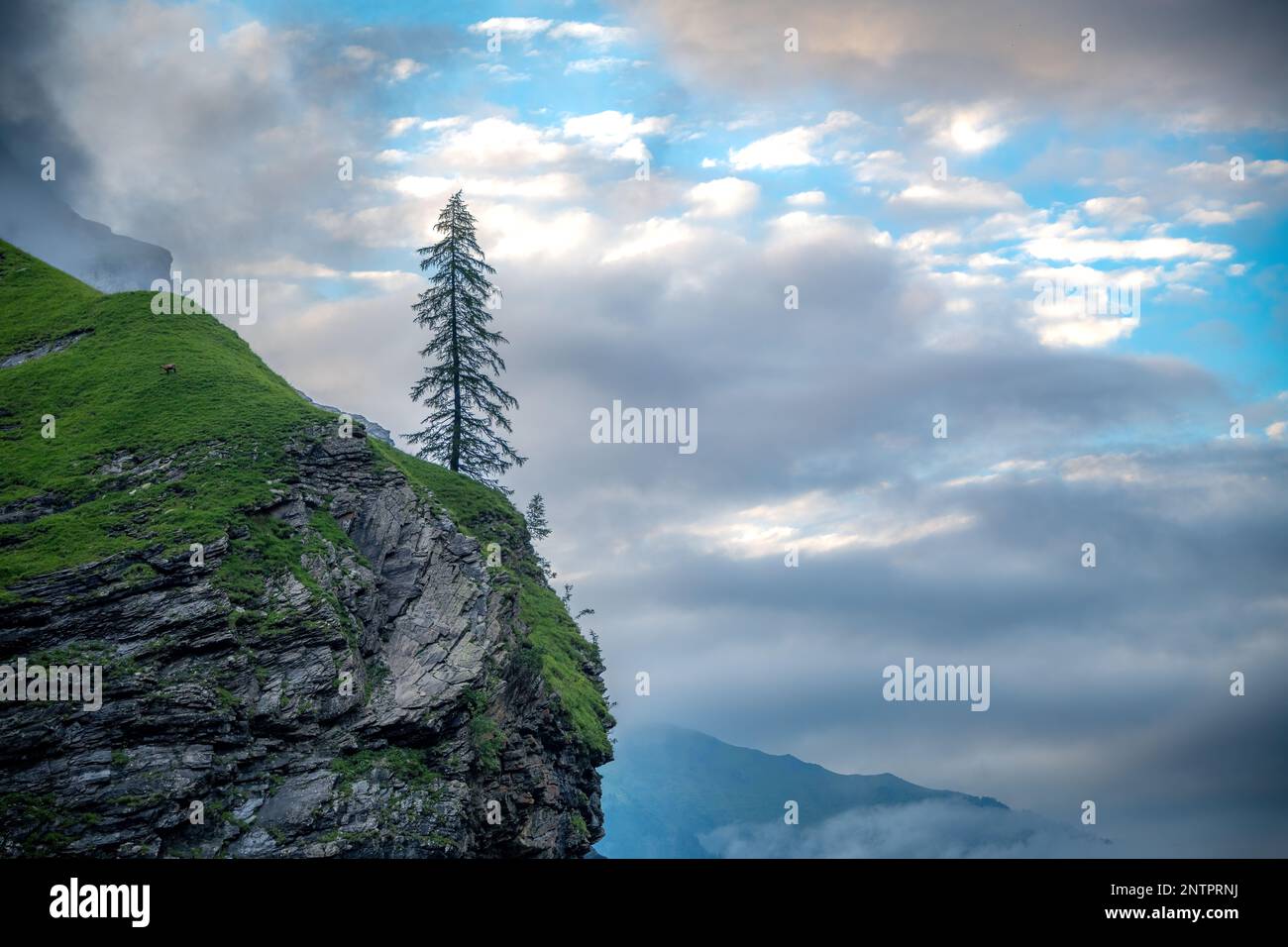 A lonely tree stands on a cliff under cloudy sky Stock Photo