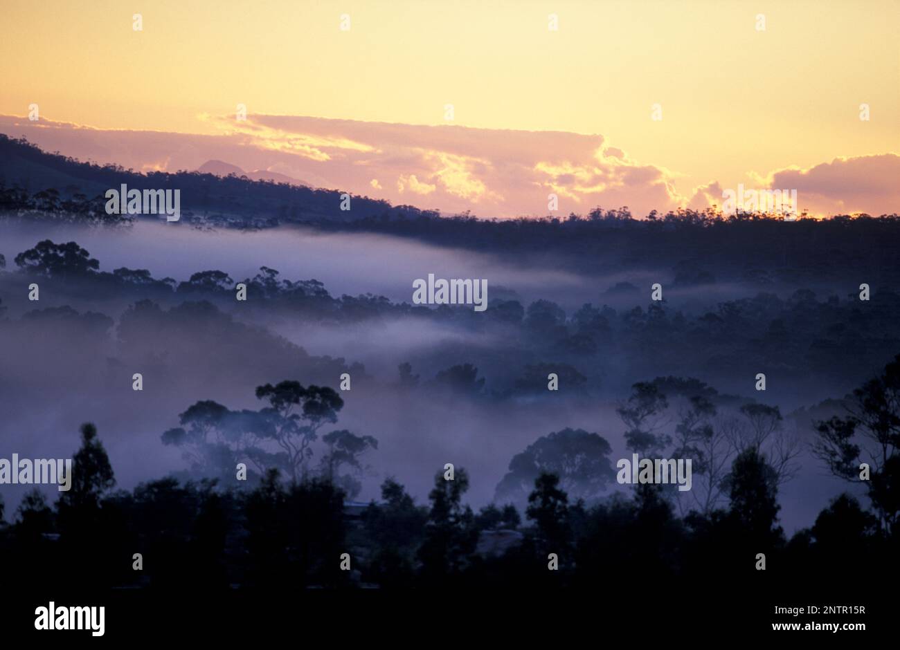Australia, Tasmania, Triabunna, a misty sunrise over the vines and