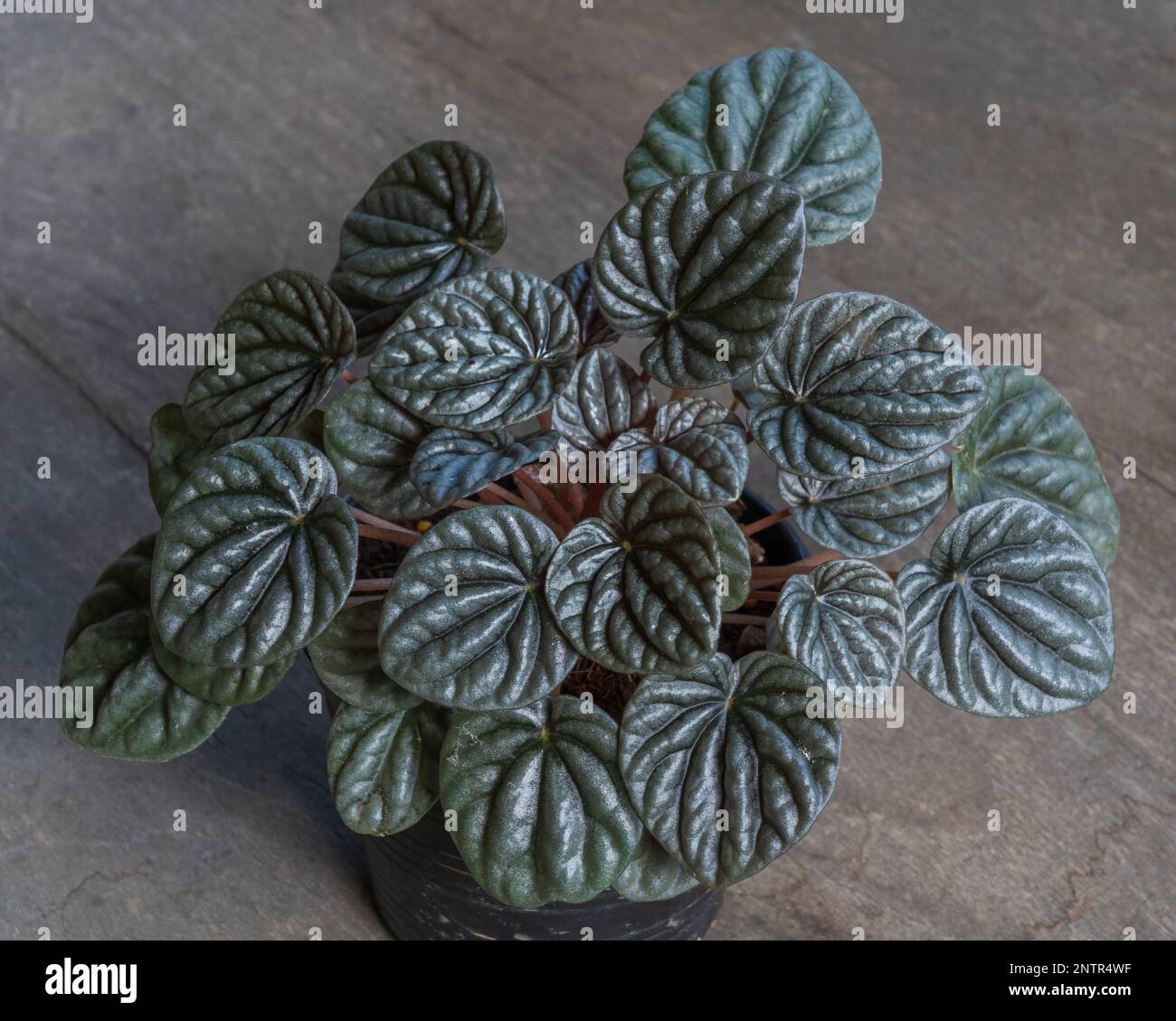 Closeup view of small peperomia caperata silver plant with beautiful foliage on wooden background Stock Photo