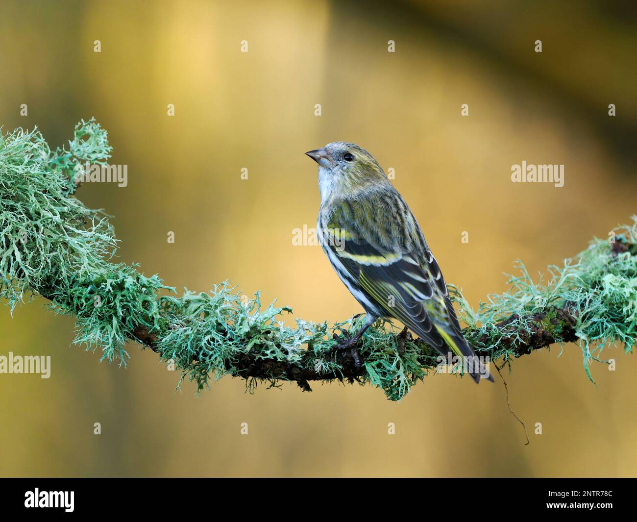 A female siskin (Spinus spinus) perched on a lichen covered branch with a clean unobtrusive background. Photographed in December in Dorset. Stock Photo