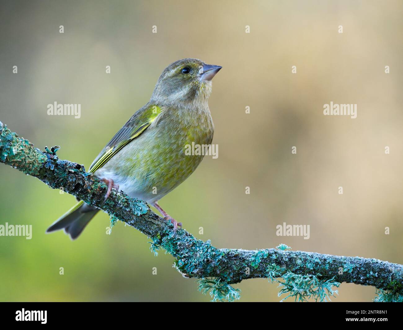 A greenfinch (Chloris chloris) perched on a lichen covered branch. Photographed in Dorset, UK in December. Stock Photo