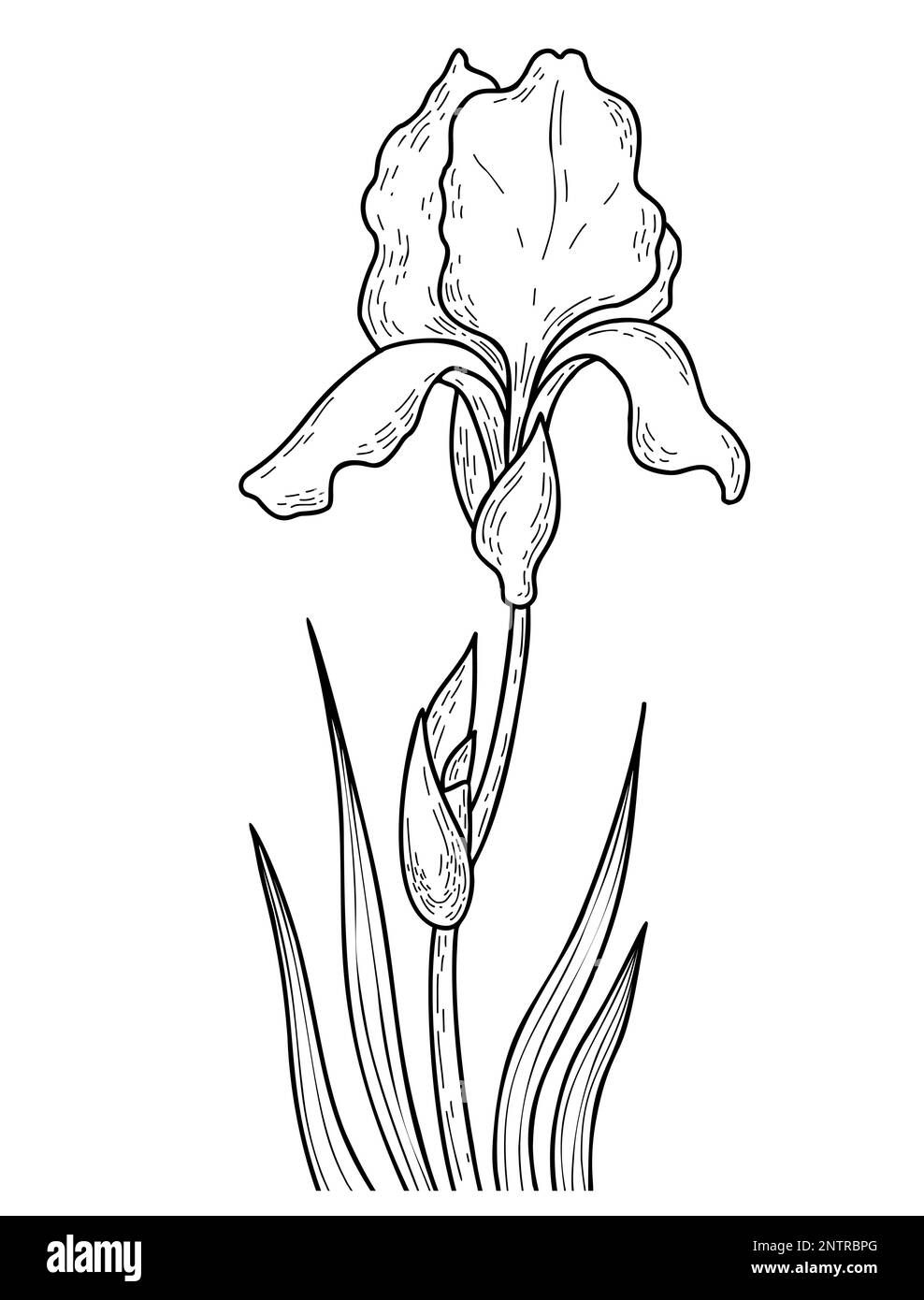 Hand drawing blooming iris flower with bud and leaves. Vector