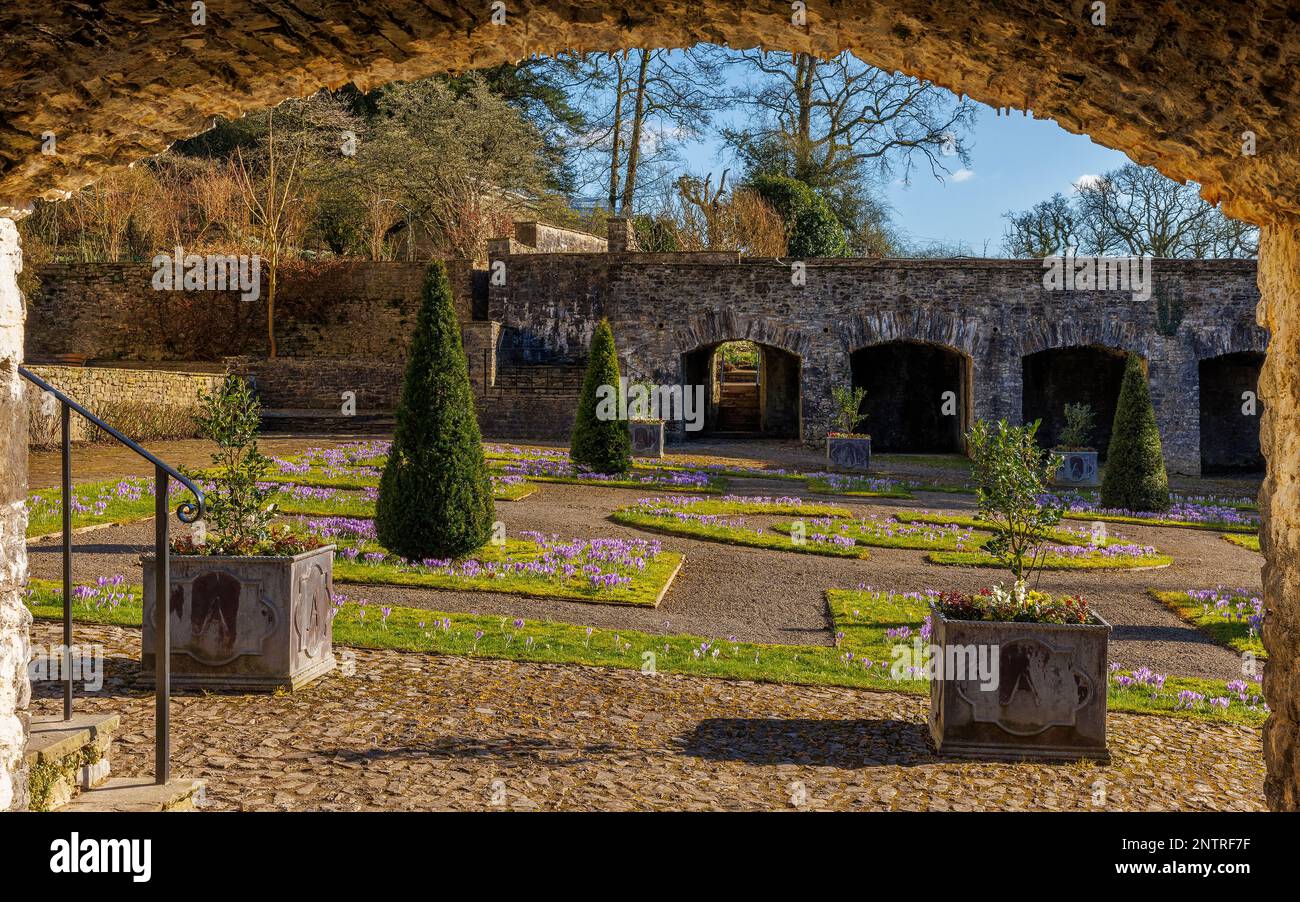 The Cloister Garden with Crocus vernus 'Vanguard' at Aberglasney Stock Photo