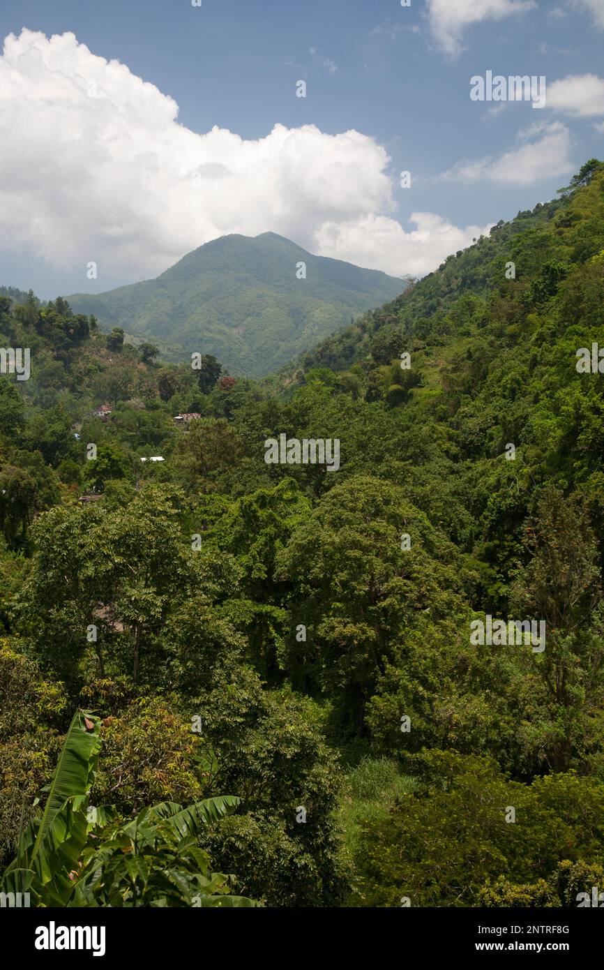 The lush interior near Dry Harbour Mountains, Jamaica Stock Photo Alamy