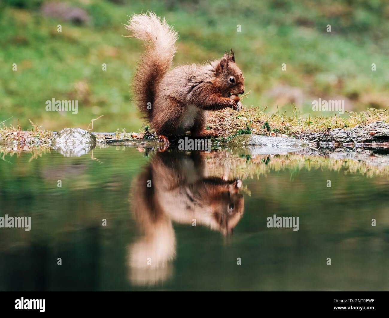 Red squirrel searching for nuts in the countryside and rain. Trees and water reflection Stock