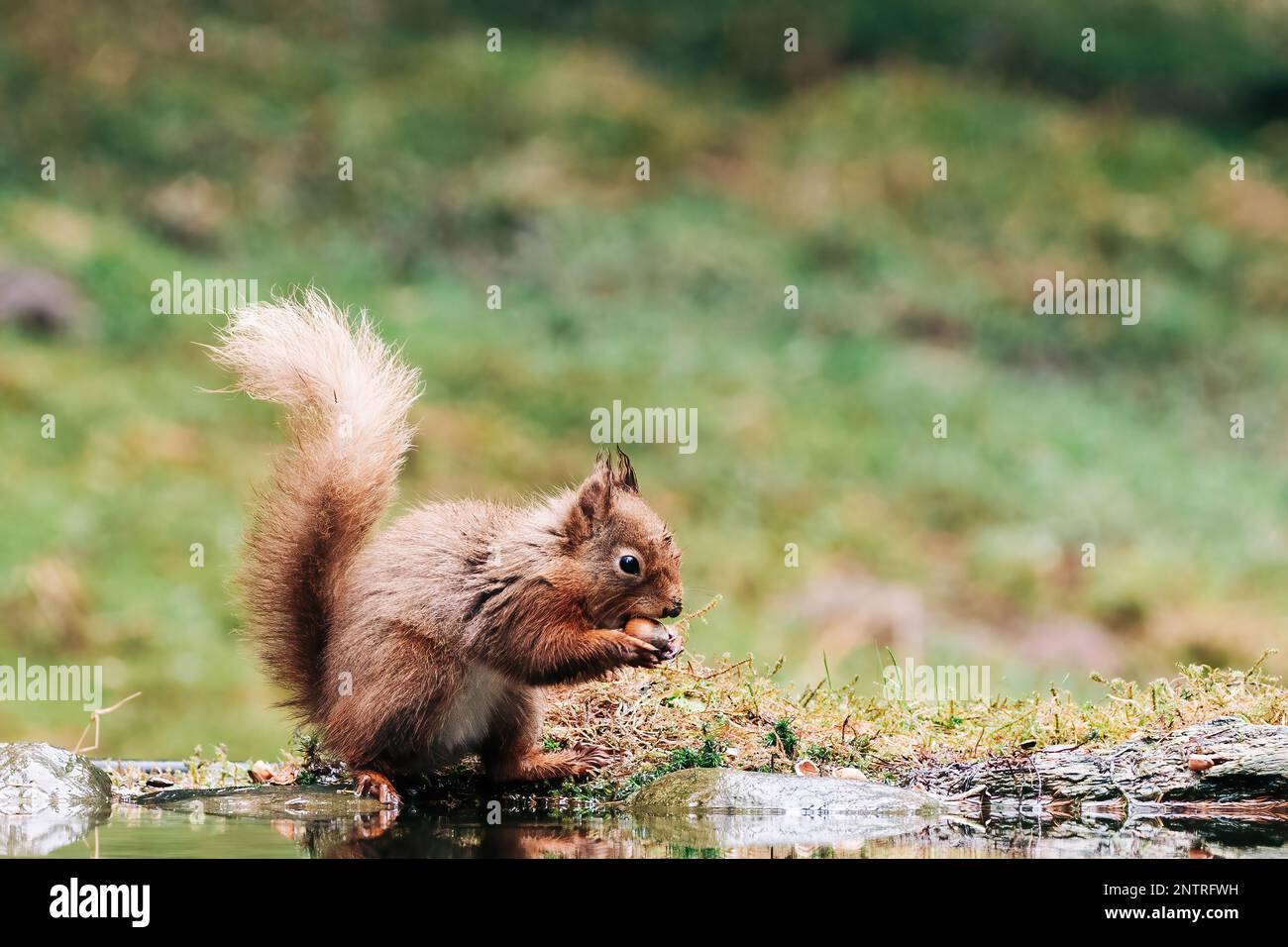 Red squirrel searching for nuts in the countryside and rain. Trees and water reflection Stock