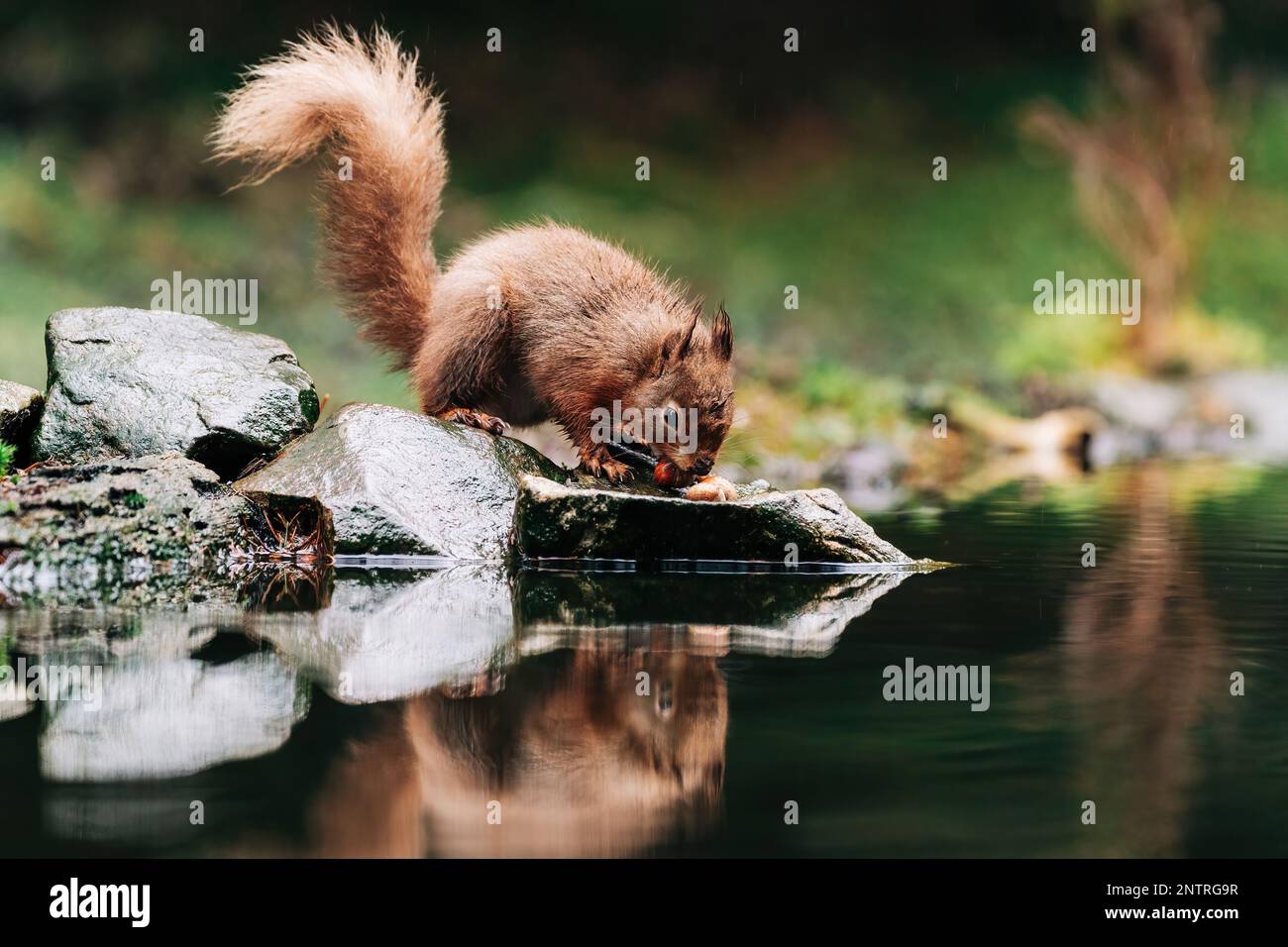 Red squirrel searching for nuts in the countryside and rain. Trees and water reflection Stock
