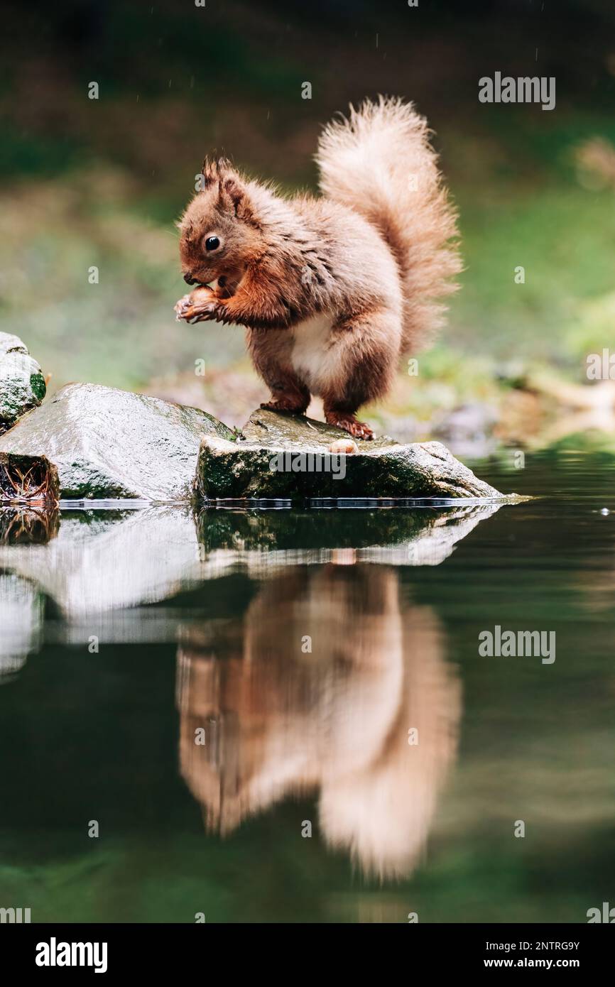 Red squirrel searching for nuts in the countryside and rain. Trees and water reflection Stock