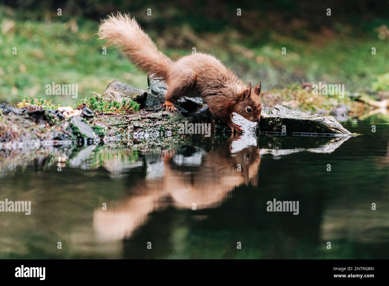 Red squirrel searching for nuts in the countryside and rain. Trees and water reflection Stock