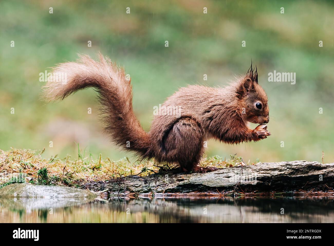 Red squirrel searching for nuts in the countryside and rain. Trees and water reflection Stock