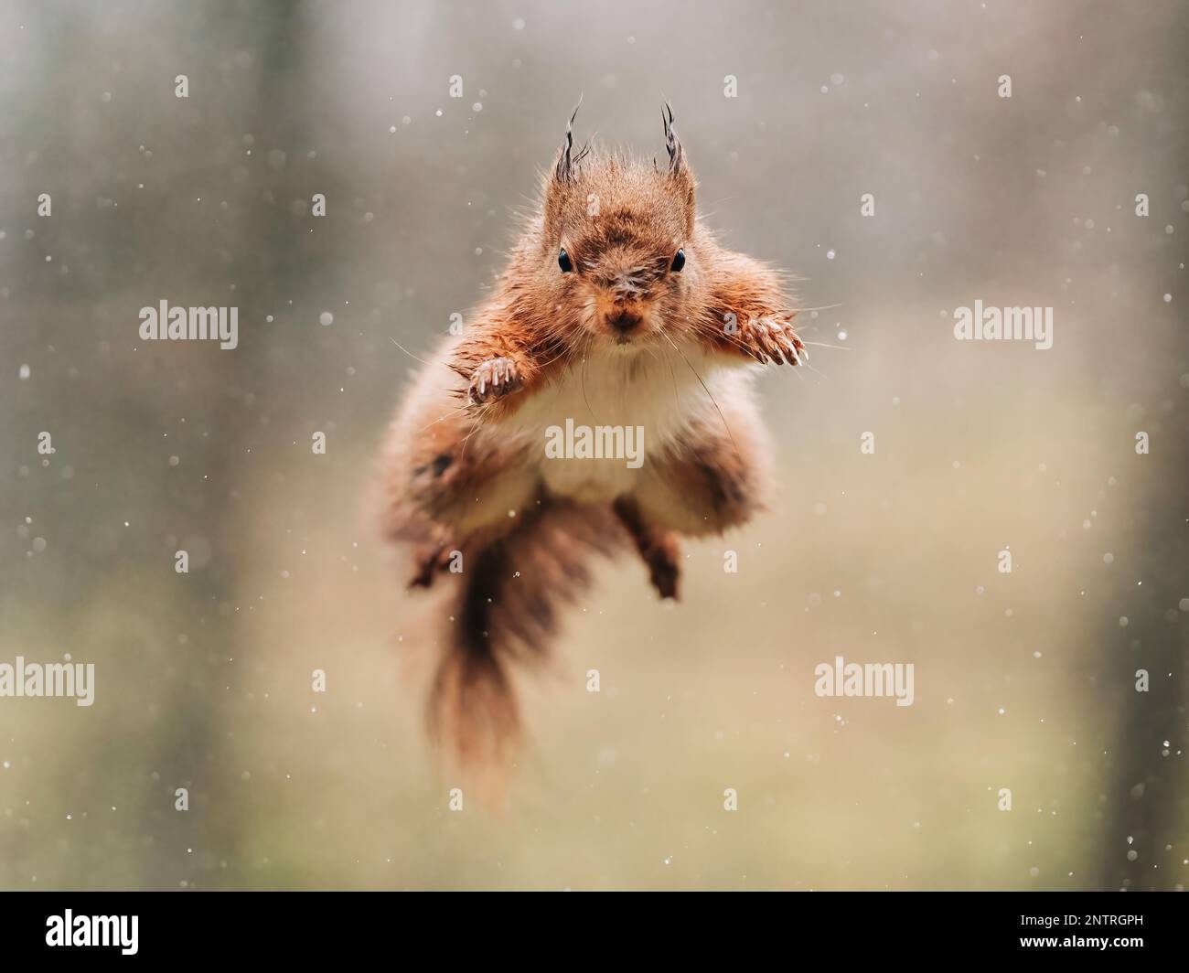 Red squirrel searching for nuts in the countryside and rain. Trees and water reflection Stock