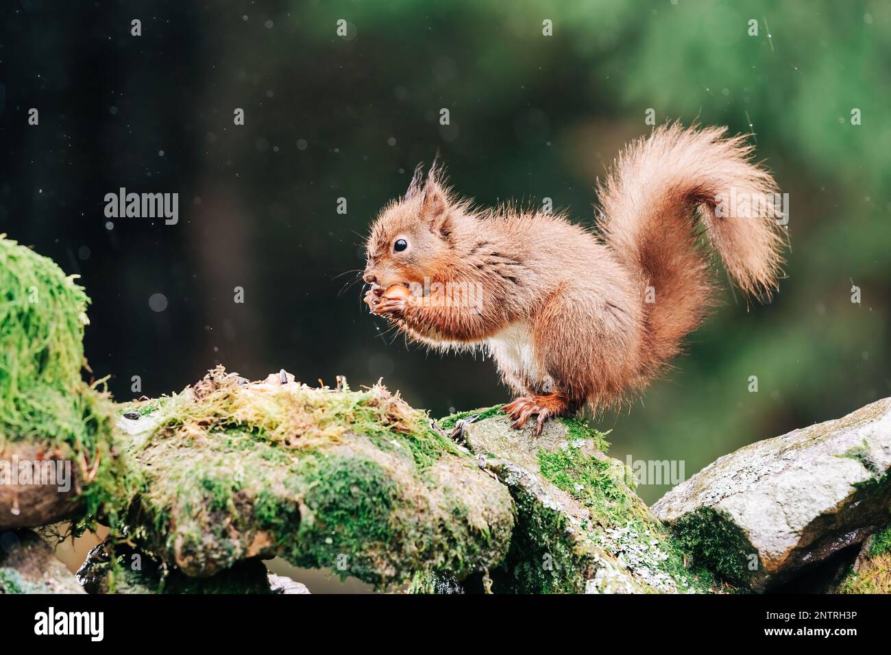 Red squirrel searching for nuts in the countryside and rain. Trees and water reflection Stock