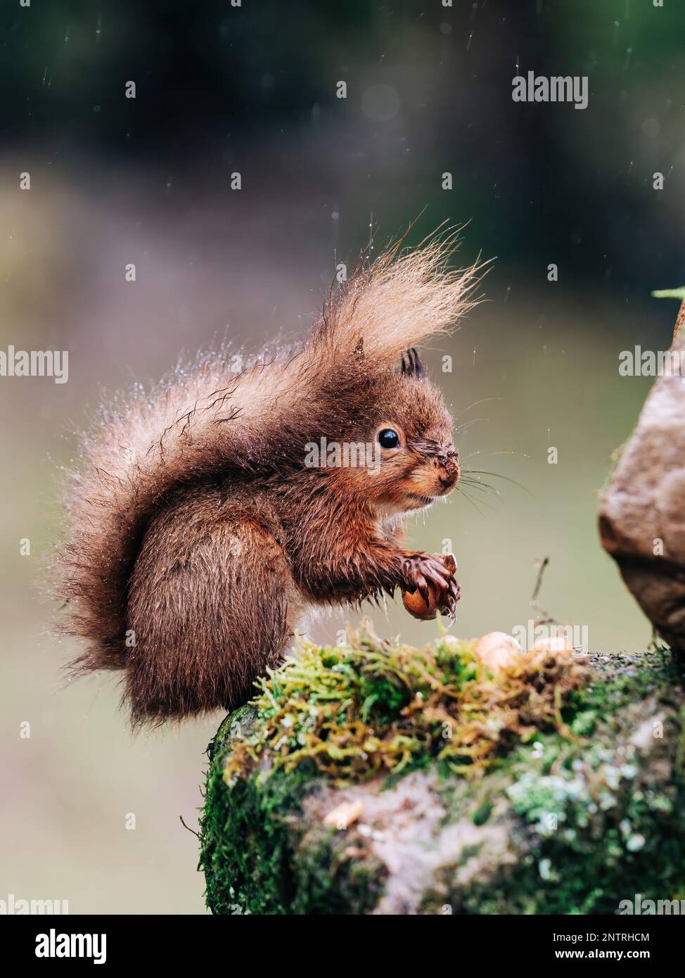 Red squirrel searching for nuts in the countryside and rain. Trees and water reflection Stock
