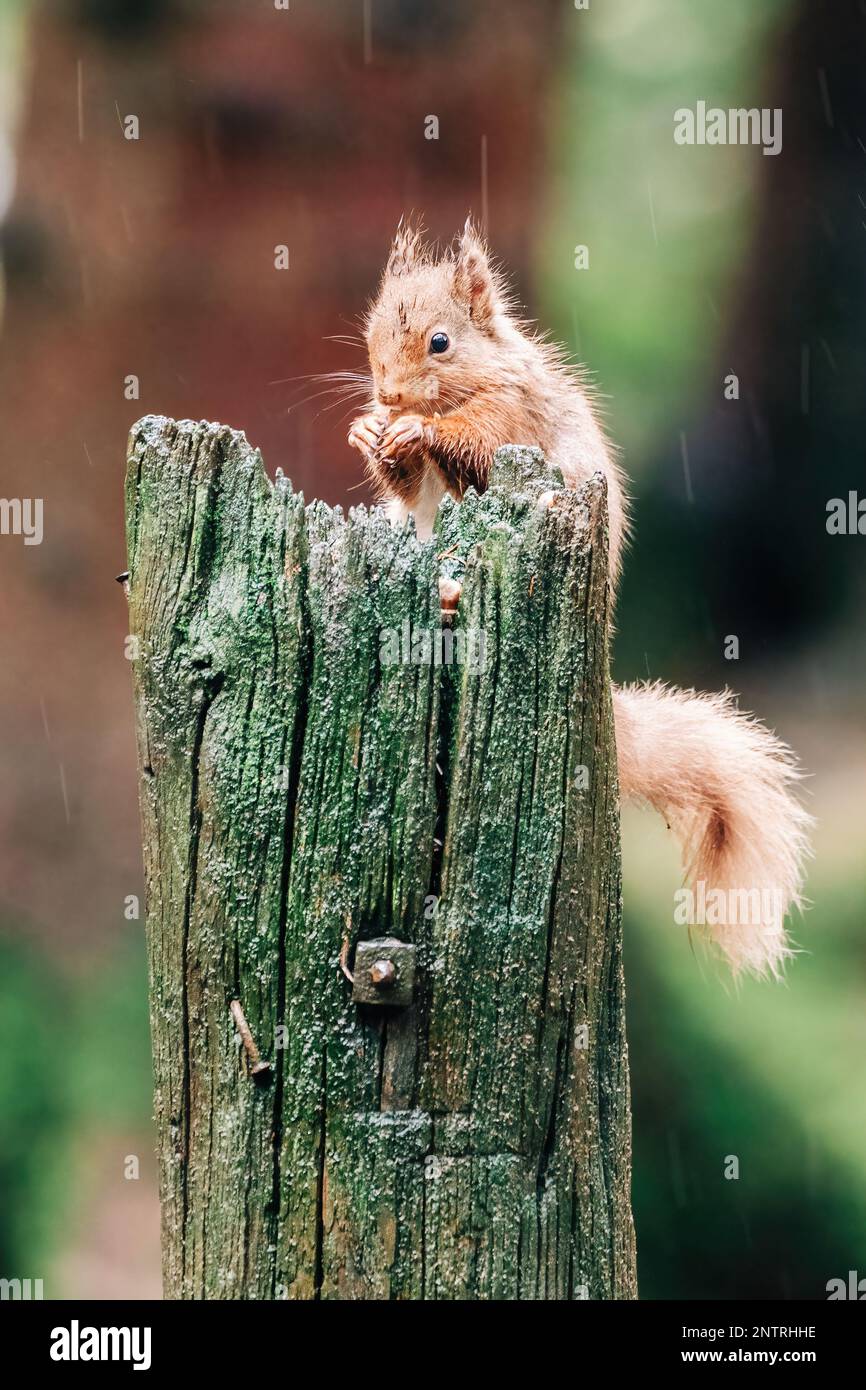 Red squirrel searching for nuts in the countryside and rain. Trees and water reflection Stock
