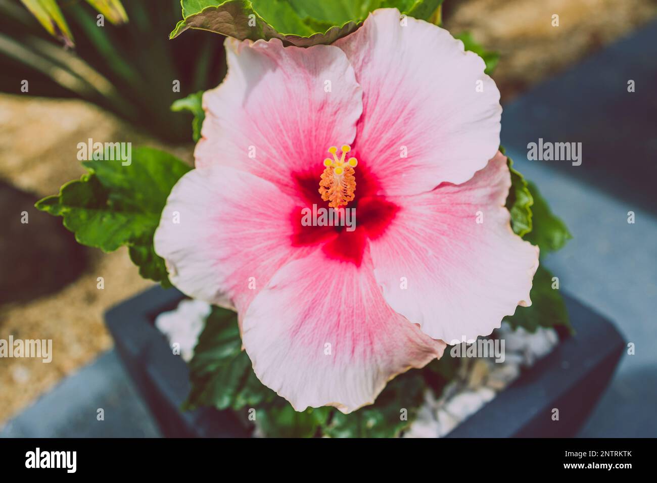 pink hibiscus flower with yellow stigmas and dark centre, close-up shot at shallow depth of field Stock Photo
