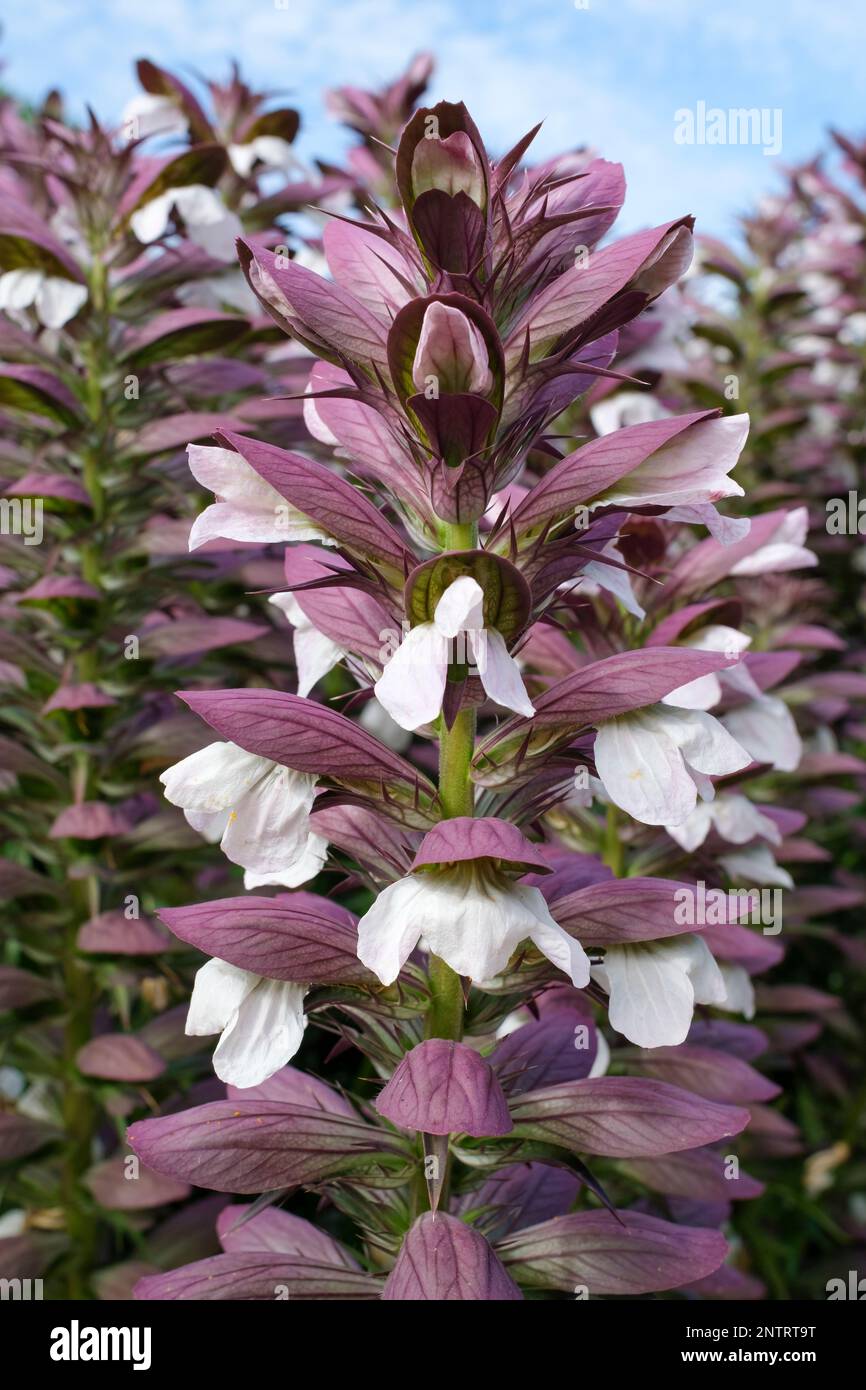 Acanthus mollis, bear's breeches, tall racemes of white flowers with dusky purple bracts Stock Photo