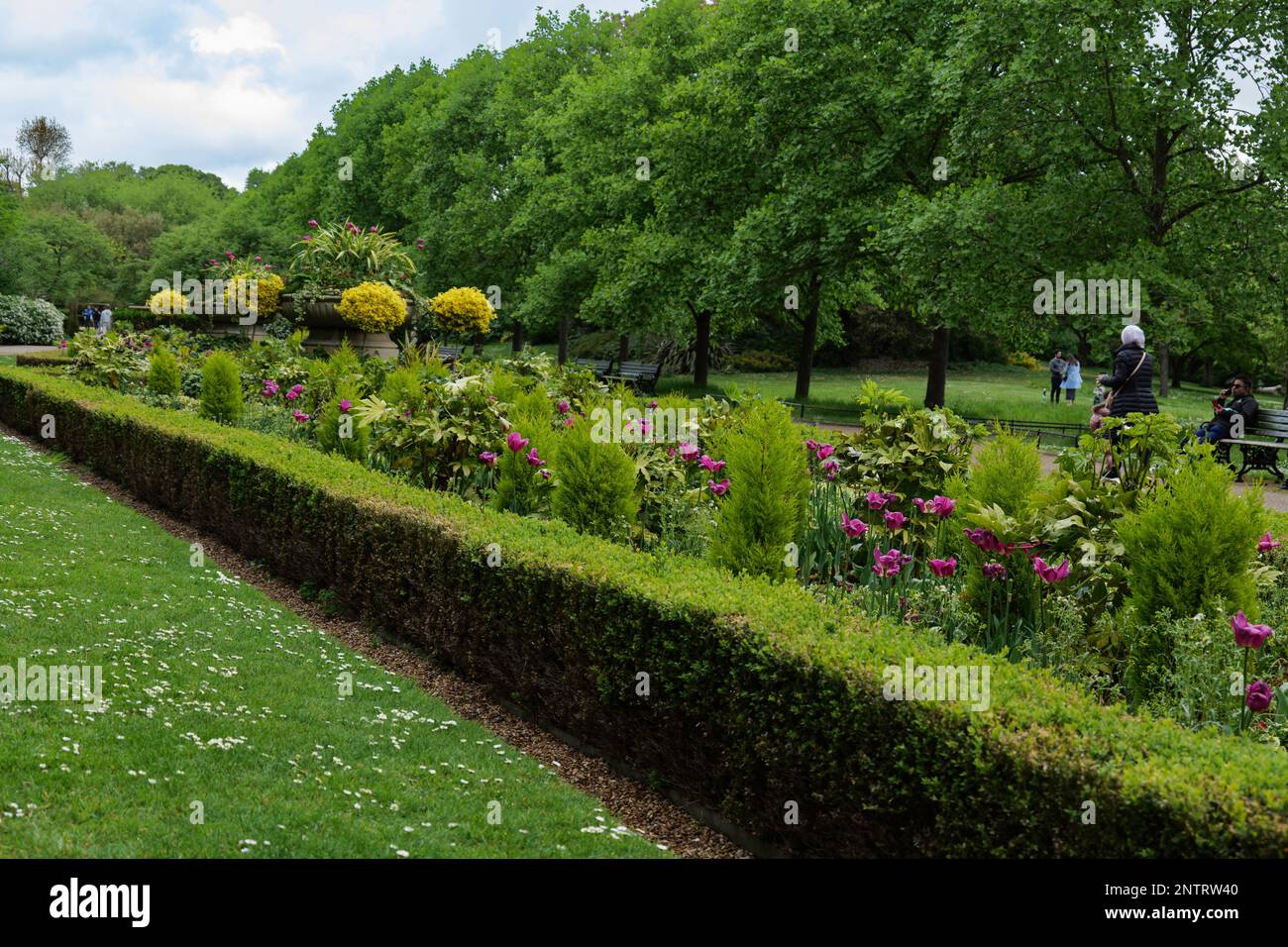 London - 05 07 2022: Flowerbed of tulips in the gardens of Regent's Park Stock Photo