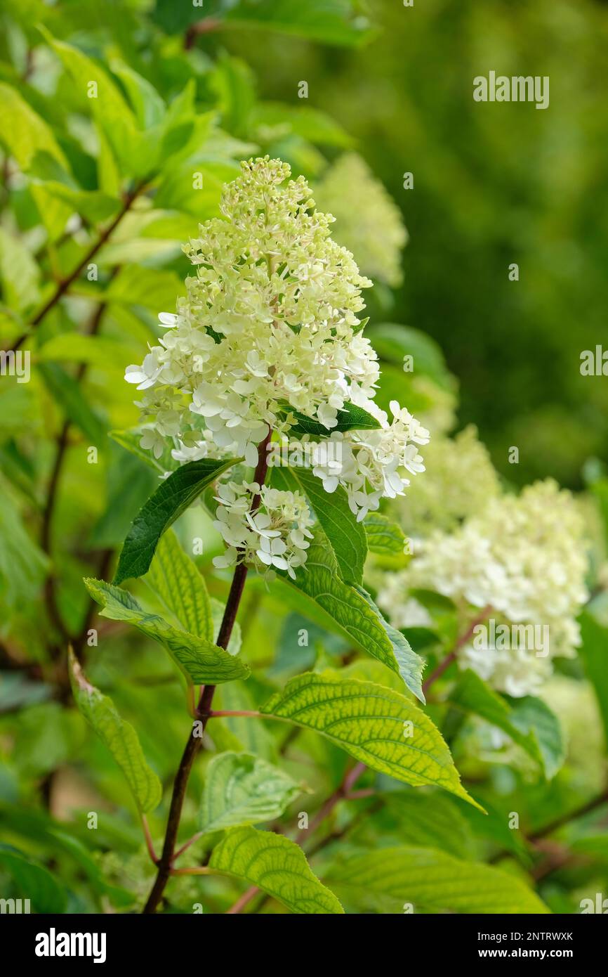 hydrangea paniculata vanille fraise Stock Photo Alamy