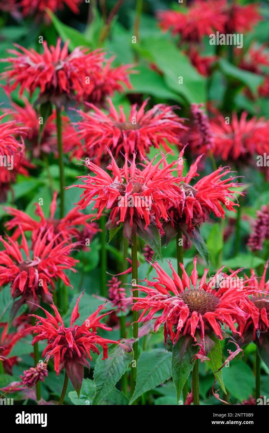 Monarda Panorama Red Shades, bergamot Panorama Red Shades, perennial with whorls of two-lipped, tubular, red flowers with dark centres Stock Photo